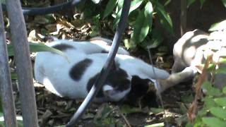 Cat mating season How cats make love 2014 feb 19th wed 1 40pm M2U00583 [upl. by Diarmuid]