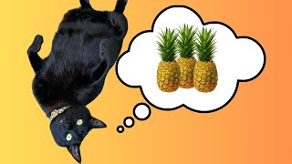 Cat devouring a pineapple 🐈‍⬛ 🍍 [upl. by Trow332]