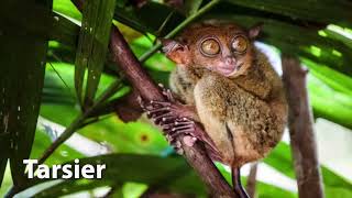 Tarsier Sounds [upl. by Eiram]