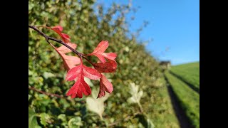 A hundred shades of Autumn  what a difference a year makes [upl. by Olnton]