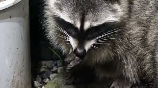 the kit eating black oil sunflower seeds [upl. by Dorisa63]