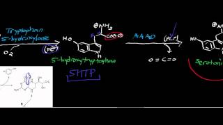 Biochemistry  Serotonin Biosynthesis from Tryptophan [upl. by Einoj]