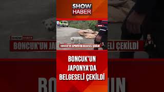 Vefalı köpeğin belgeseli çekildi showanahaber shorts [upl. by Ribal]