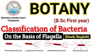 BSC First year Botany  Classification of Bacteria on the Basis of Flagella  Bsc First Paper botany [upl. by Kabab]