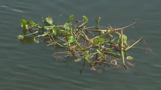 Invasive plants found in Lake Pontchartrain in Louisiana [upl. by Afatsum]