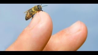 Biodescodificación  Alergia a las picaduras de avispas y abejas [upl. by Lednyk777]