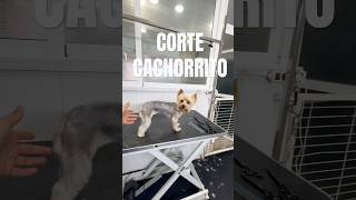 MIRA ESTE CORTE DE PELO 🐶 shorts youtubeshorts song yorkie [upl. by Romy929]