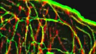 MicrotubuleEndoplasmic Reticulum Interaction ECB [upl. by Okubo]