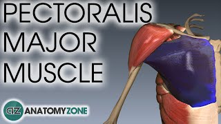 Pectoralis Major Muscle Anatomy  AnatomyZone [upl. by Thomas]