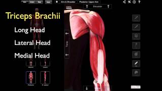 The Posterior Compartment Of The Arm [upl. by Aisiram]