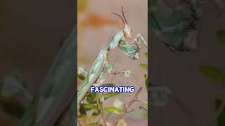 The Devils Flower Mantis nature wildlife animals wildanimals [upl. by Ahsino]