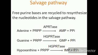 Purine Salvage Pathway [upl. by Searle813]