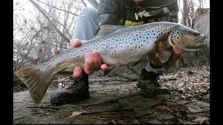 PESCA ALLA TROTA APERTURA 2023 TROTA FARIO da 60 cm a spinning  livrea spettacolare [upl. by Eynahpets327]