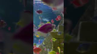 Marine World  Chavakkad thrissur fish aquarium song fish world [upl. by Anilorak]