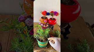 Technique planting portulaca moss rose in pot so beautiful howtogrowportulaca shorts [upl. by Diahann]