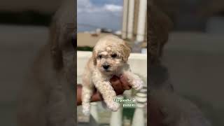 Toy poodle 🐩 puppies poodle puppy trending doglover kennel shorts reels viralvideo pets [upl. by Mervin299]