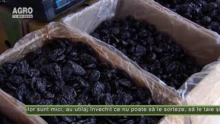 Uscarea prunelor – o afacere profitabilă – AGRO TV News [upl. by Henrie]