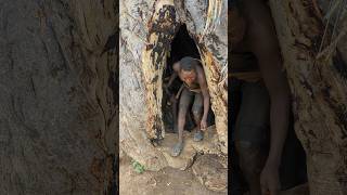 Amazing living room in the big Baobab tree ‼️shorts [upl. by Vincentia]