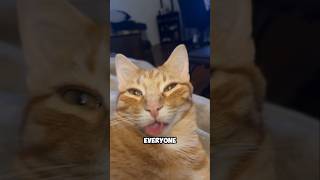 Here are the three friendliest cat breeds 😍cute kitten cat animals funny [upl. by Idhem]