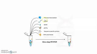 Reverse transcription PCR [upl. by Arlen]