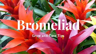 Bromeliad Grow and Care Tips [upl. by Haily]