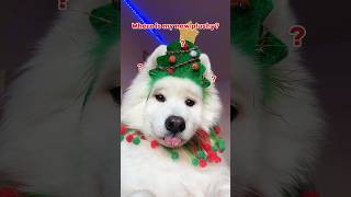 Advent Calendar Day 5 🎄 dogshorts adventcalendar christmas cutedog samoyed tiktok pets [upl. by Culbert]