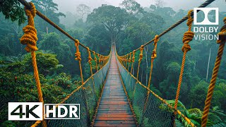 JAW DROPPING 4K 60FPS HDR  Dolby Vision 4K Video [upl. by Linet]