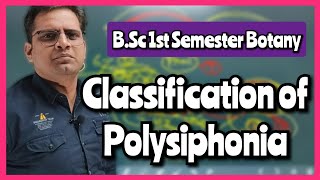 Life Cycle of Polysiphonia bedkdian bsc1stsemester mjpru botany [upl. by Nohsram]