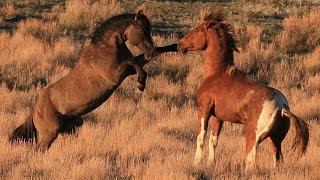 South Steens stallion quotValorquot in battle for mares [upl. by Carthy622]