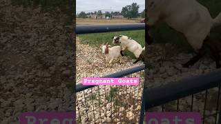 😂💀 goats pregnancy farm homestead farmanimals goatfarming shorts [upl. by Gomar409]