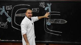 Development of Pancreas [upl. by Aierdna]