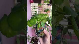 pennywort plantcare decor balconygarden [upl. by Barimah]