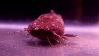 Crazy Bumblebee Jelly Catfish Batrochoglanis raninus [upl. by Acemaj]