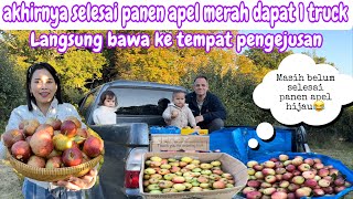 AKHIRNYA SELESAI PANEN APEL MERAH DAPAT 1 TRUCK  LANGSUNG BAWA KE TEMPAT PENGEJUSAN [upl. by Sirois]