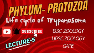 Life Cycle of Trypanosoma  Sleeping Sickness  Zoology  Parasitology  Notes in Description [upl. by Ecnadnak]