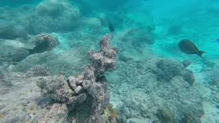 Snorkeling in Maldives  Cinnamon Dhonveli Resort [upl. by Daeriam]