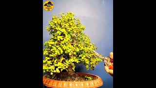 CREATE BONSAI  SHORTS bonsai bonsaitree howtomakebonsai [upl. by Nnylav]