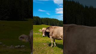 Ebenalp catle swissview swissalps cowvideos swisscows animalshorts appenzellerland calmatensa [upl. by Gault]