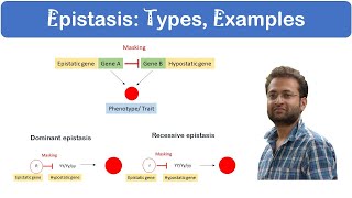 What is Epistasis Dominant vs Recessive Examples [upl. by Waal]