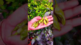 birds eye chillishorts shortvideo chilli [upl. by Uzzia]