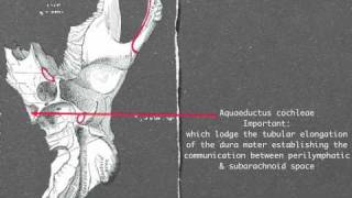 Petrous part of temporal bone [upl. by Imalda]