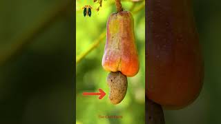 Unbelievable Secrets Revealed The Fascinating Journey of Cashews from Tree to Table cashew [upl. by Dalt]