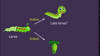 Ecdysis and Metamorphosis The Role of Hormones [upl. by Beth]