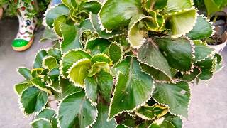 Acalypha plant care and grow tips [upl. by Litta]