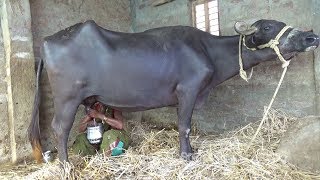 Village Style Buffalo Fresh Milk  Homemade Butter  Easy Milk Cake  Milk Sweet Recipes [upl. by Burg795]