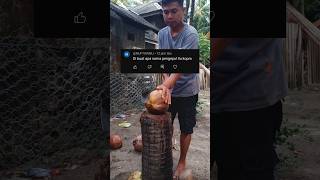 Pengolahan kelapa kopra kelapa [upl. by Revert43]