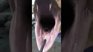 Sanek 🐍 cobra funny video [upl. by Joshuah667]