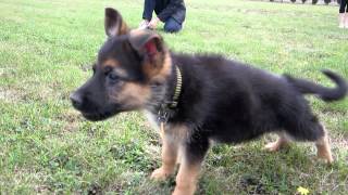 German Shepherd Puppy Barking [upl. by Colan]