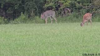 white tailed deer [upl. by Notserk]