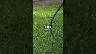 Lawn Care Tips for Every Season lawn lawncare grass summer garden [upl. by Htenay]